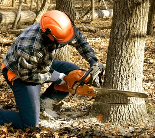 Tree Removal in Big Creek, MS
